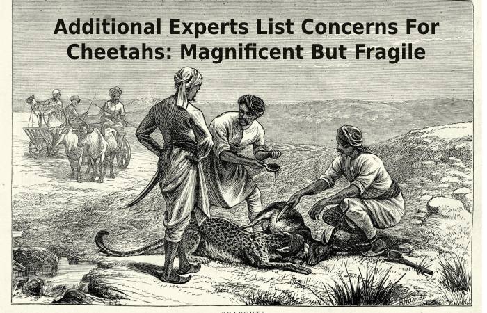 Additional Experts List Concerns For Cheetahs_ Magnificent But Fragile