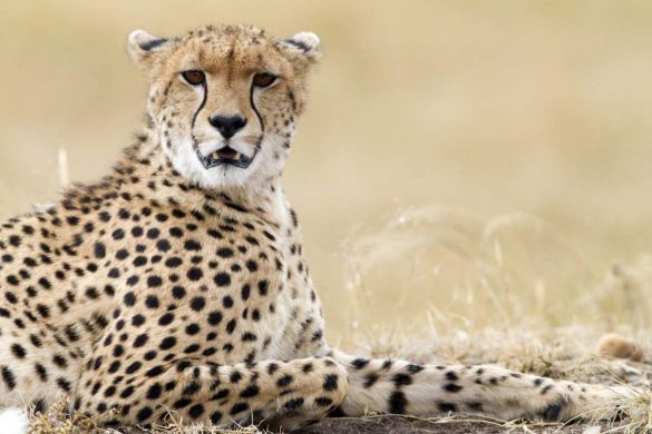 Cheetah Magnificent But Fragile
