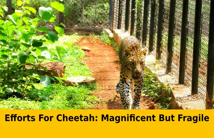Efforts For Cheetah_ Magnificent But Fragile