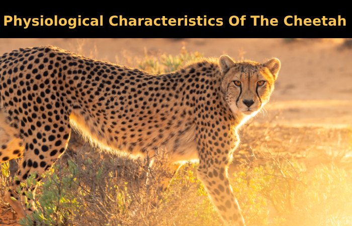 Physiological Characteristics Of The Cheetah