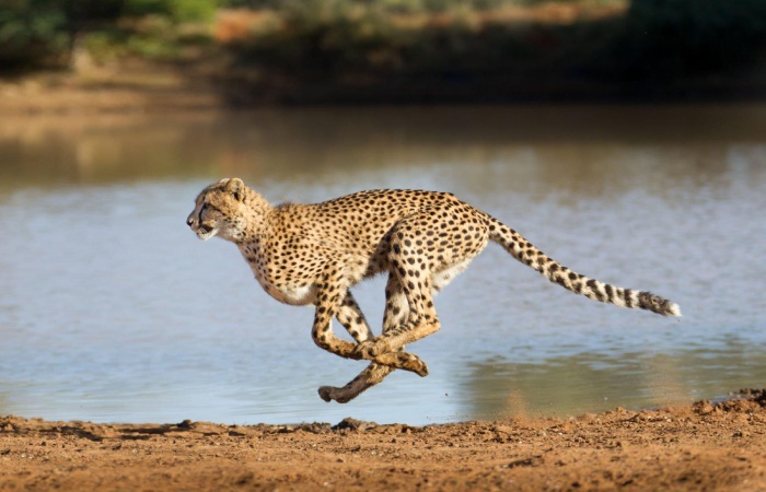Speed VS Space Of Cheetah