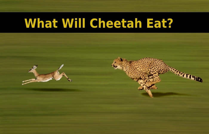 What Will Cheetah Eat_